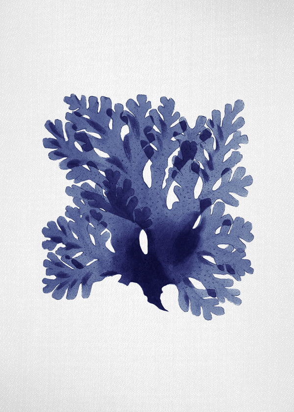 Lisslune | Tongs 1