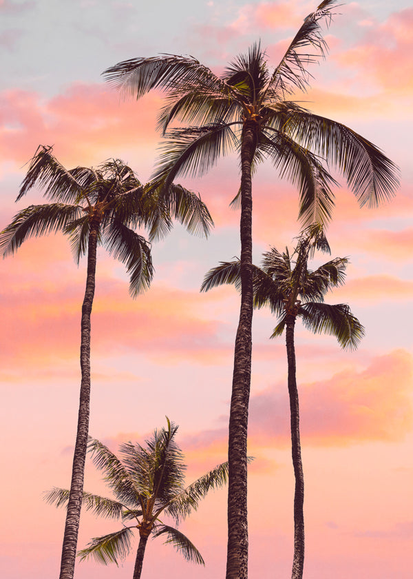 Lisslune | Sunset Palm Trees