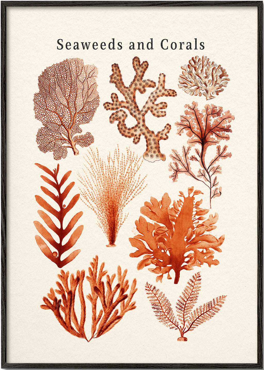 Lisslune | Tang & Coral Collection