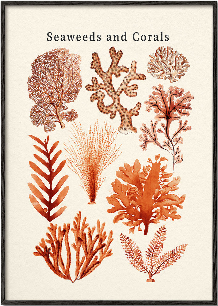 Lisslune | Tang & Coral Collection