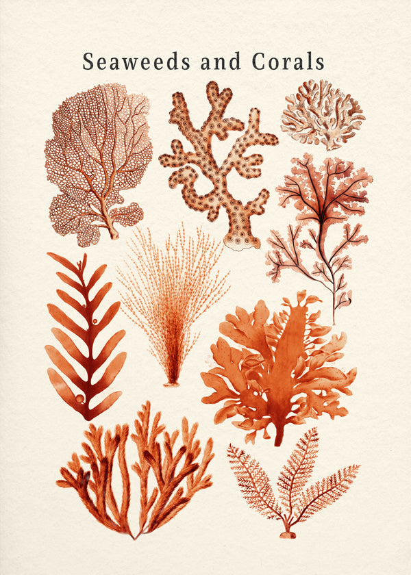 Lisslune | Tang & Coral Collection