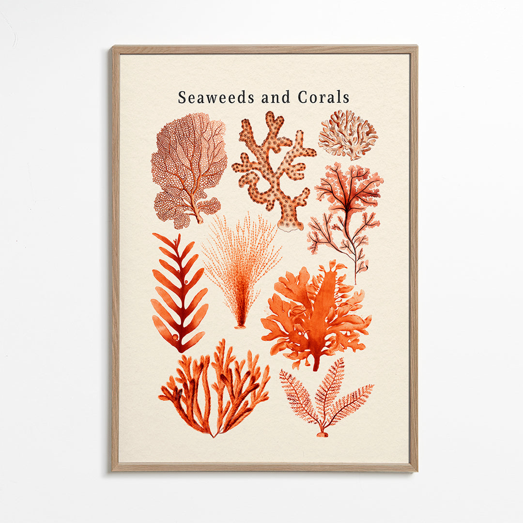 Lisslune | Tang & Coral Collection