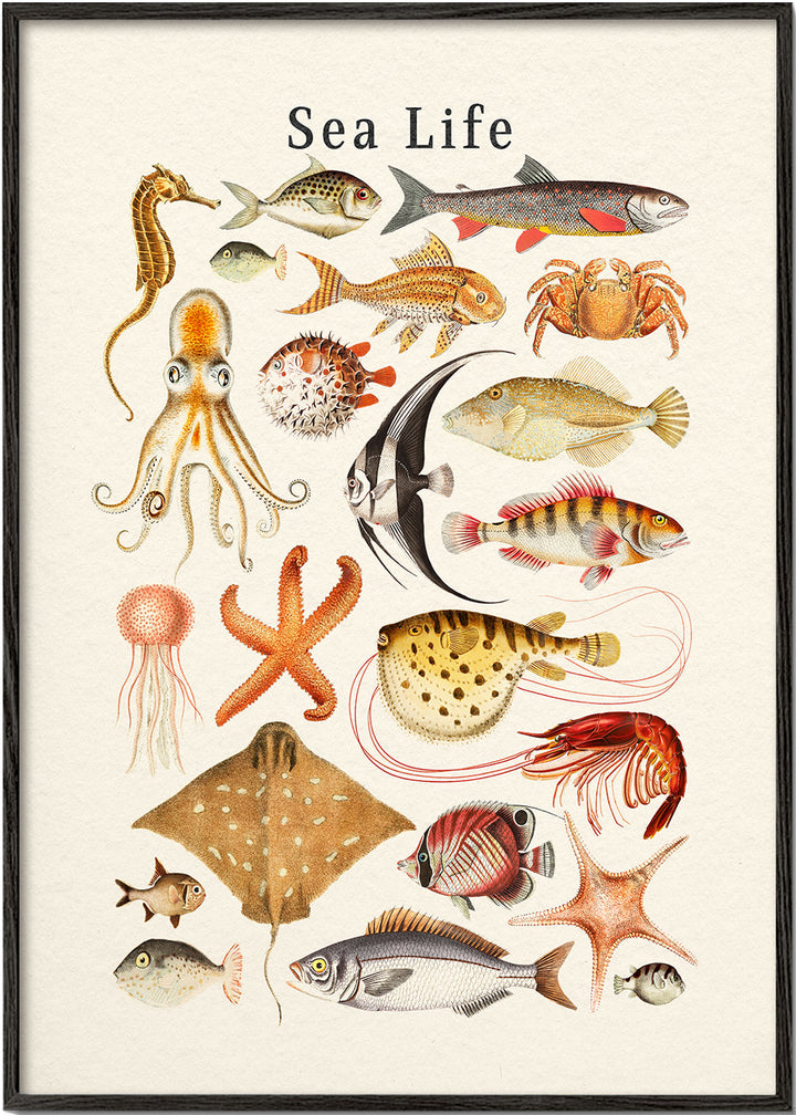 Lisslune | Sea Life Collection