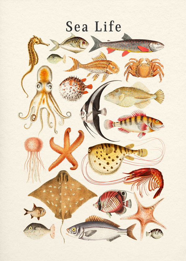 Lisslune | Sea Life Collection