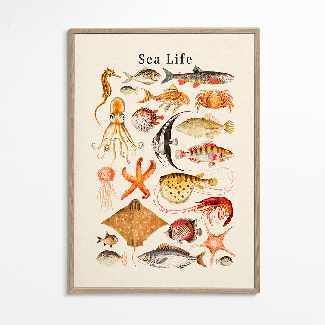 Lisslune | Sea Life Collection