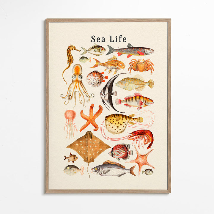 Lisslune | Sea Life Collection