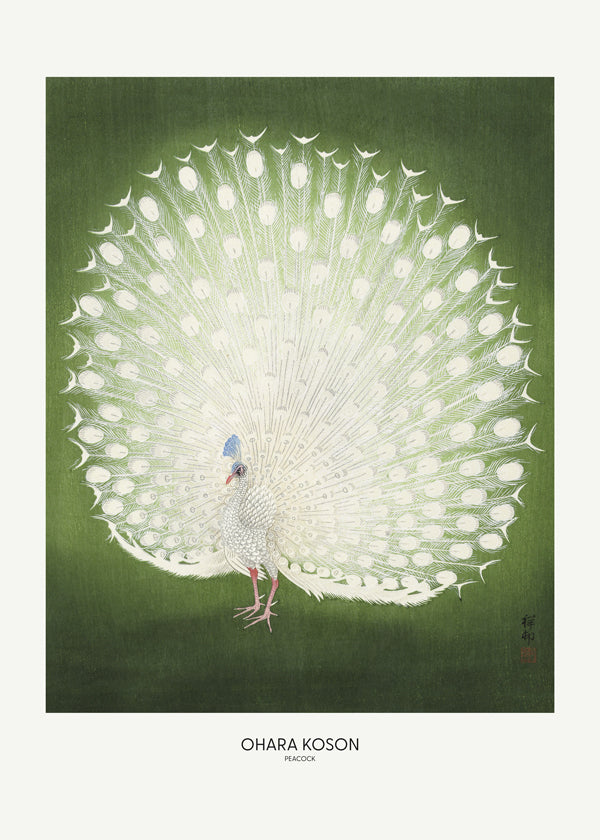 Lisslune | Peacock - Wide - Pictufy