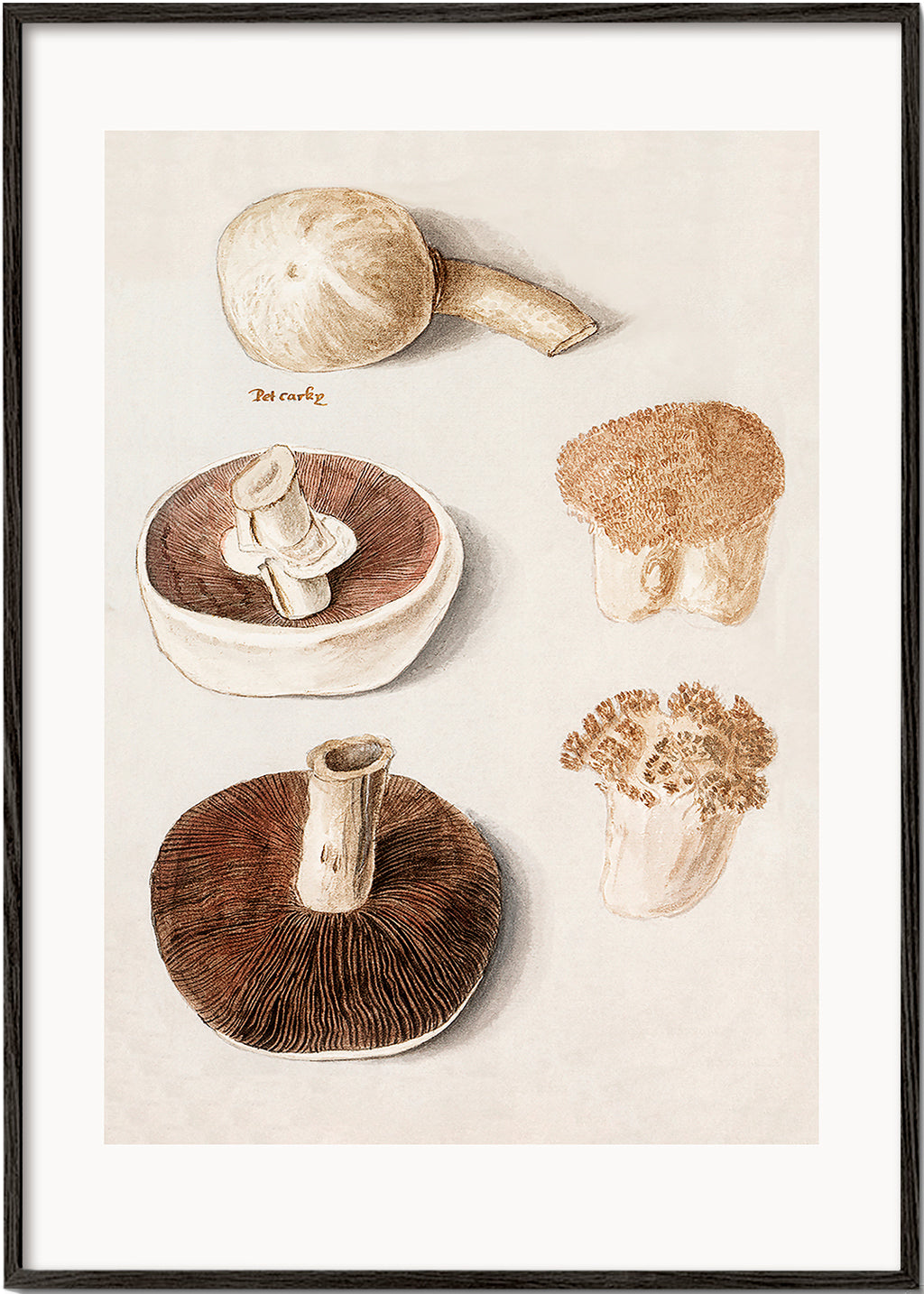 Lisslune | Common field mushroom, Agaricus campestris Standing - Pictufy