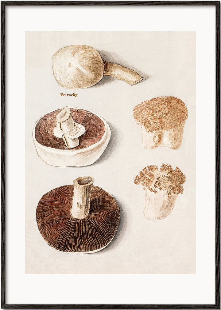 Lisslune | Common field mushroom, Agaricus campestris Standing - Pictufy