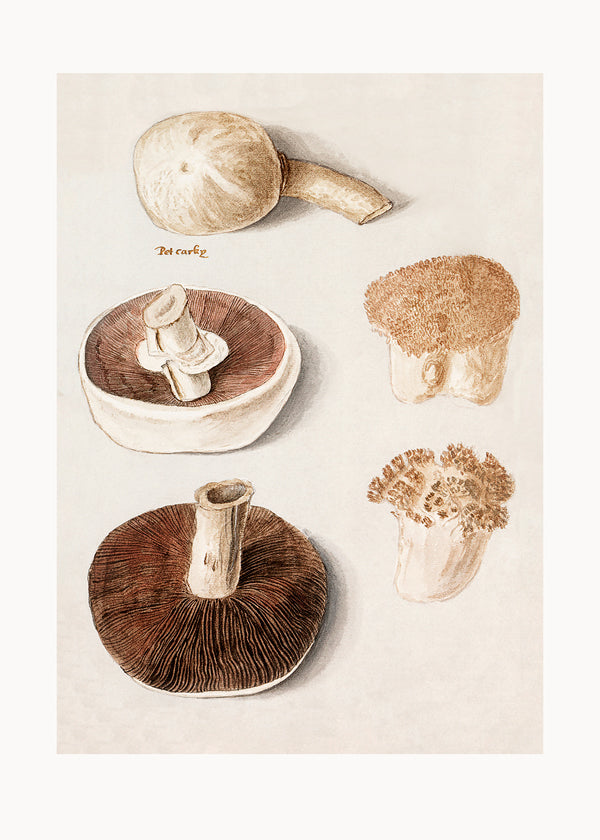 Lisslune | Common field mushroom, Agaricus campestris Standing - Pictufy