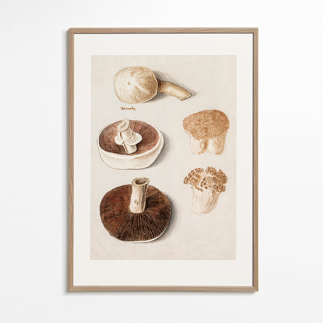 Lisslune | Common field mushroom, Agaricus campestris Standing - Pictufy
