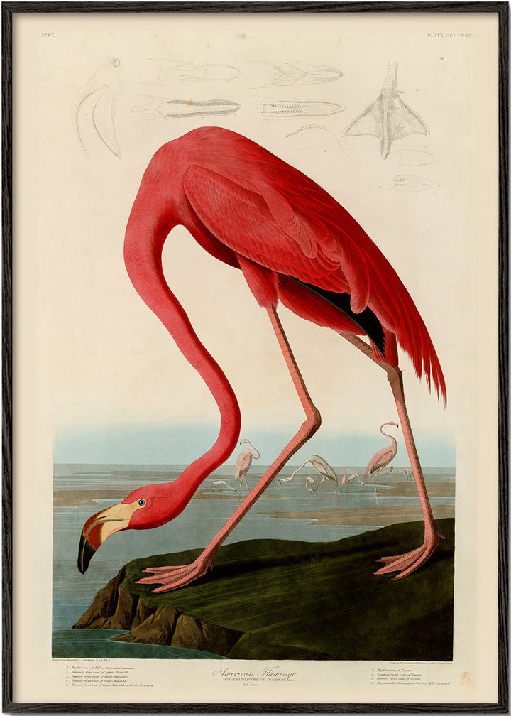 Lisslune | Audubon American Flamingo - The Birds in America