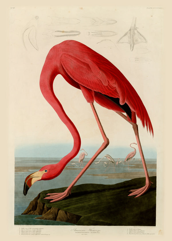 Lisslune | Audubon American Flamingo - The Birds in America