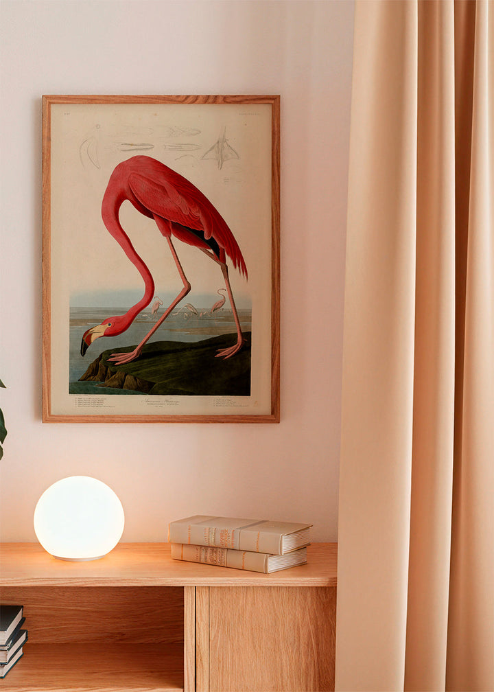 Lisslune | Audubon American Flamingo - The Birds in America