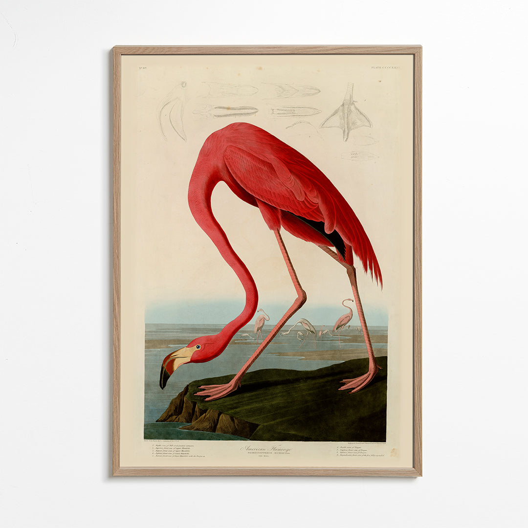 Lisslune | Audubon American Flamingo - The Birds in America