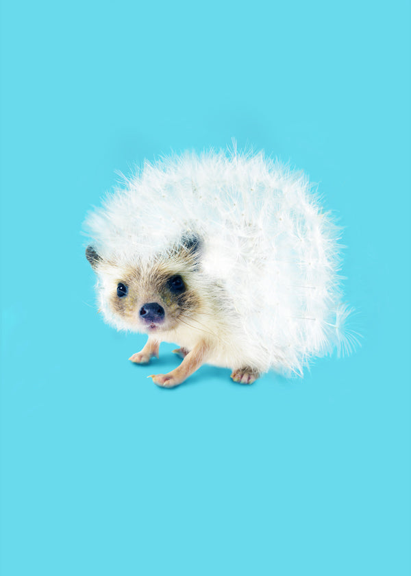 Lisslune | Prickly as a dandelion