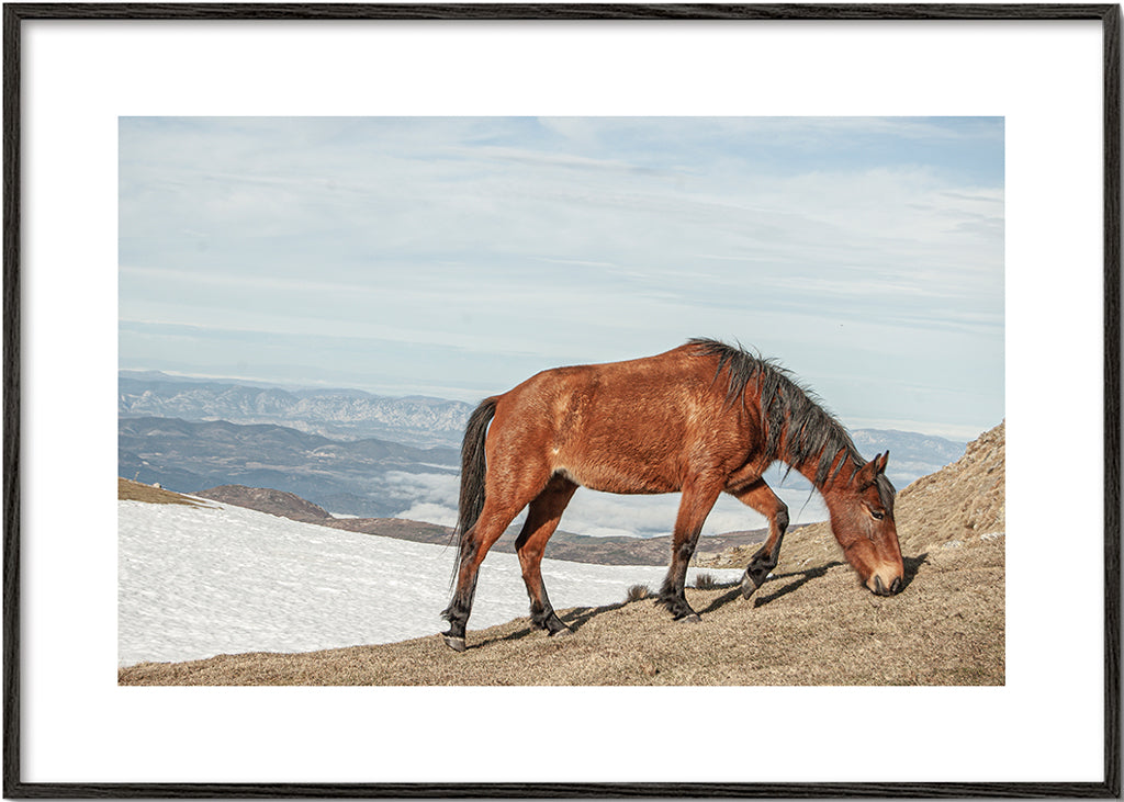 Lisslune | Wild Horses V