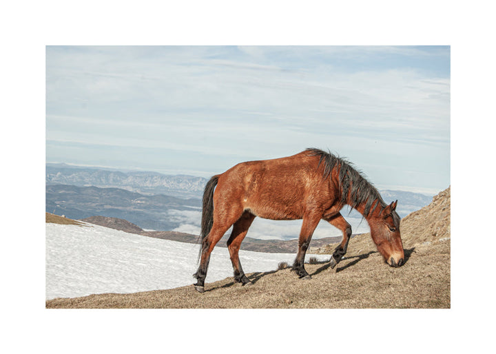 Lisslune | Wild Horses V