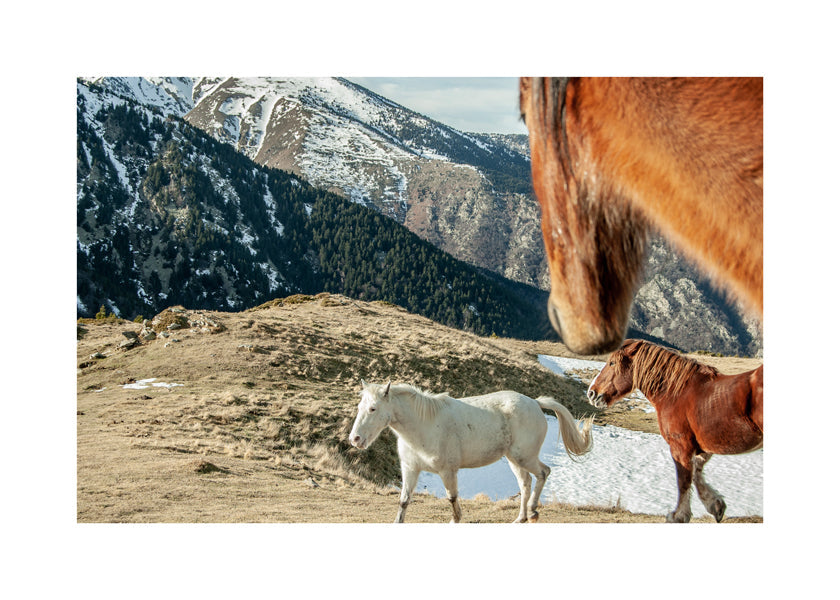 Lisslune | Wild Horses IX