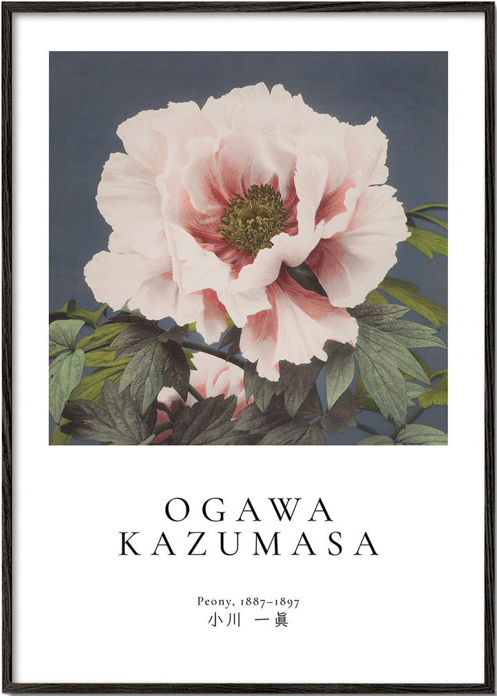 Lisslune | Peony by Ogawa Kazumasa