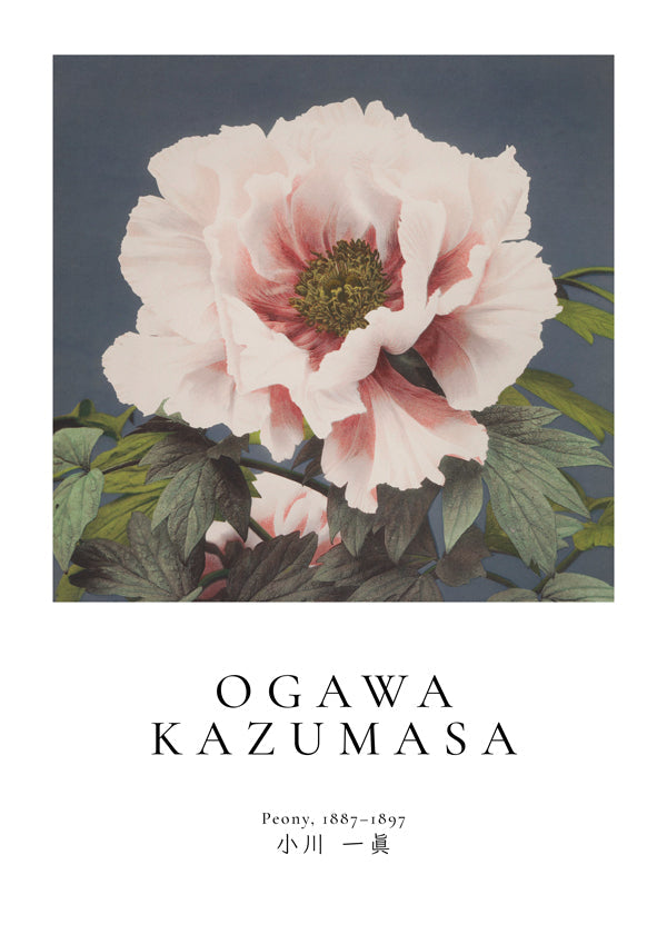 Lisslune | Peony by Ogawa Kazumasa