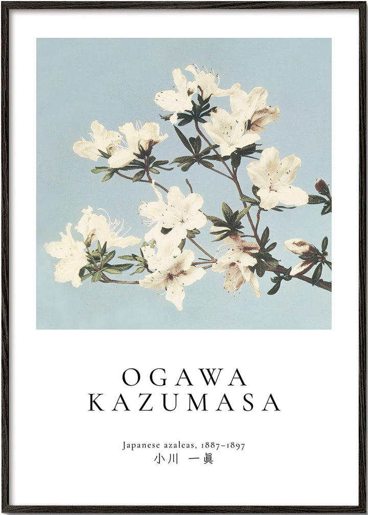 Lisslune | Japanese Azaleas from Ogawa Kazumasa