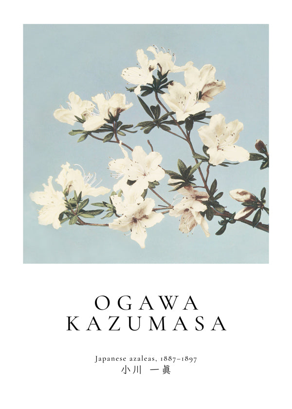 Lisslune | Japanese Azaleas from Ogawa Kazumasa