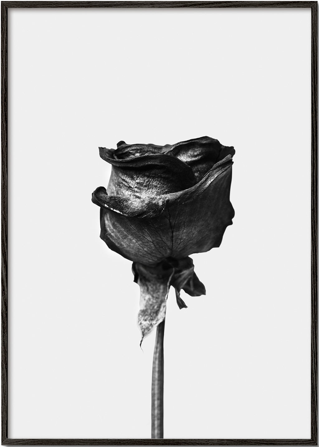 Lisslune | Dried Rose Black-White Photograph