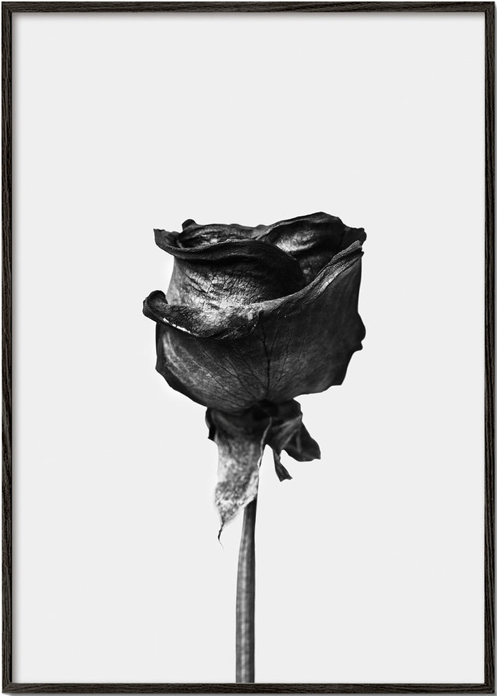 Lisslune | Dried Rose Black-White Photograph