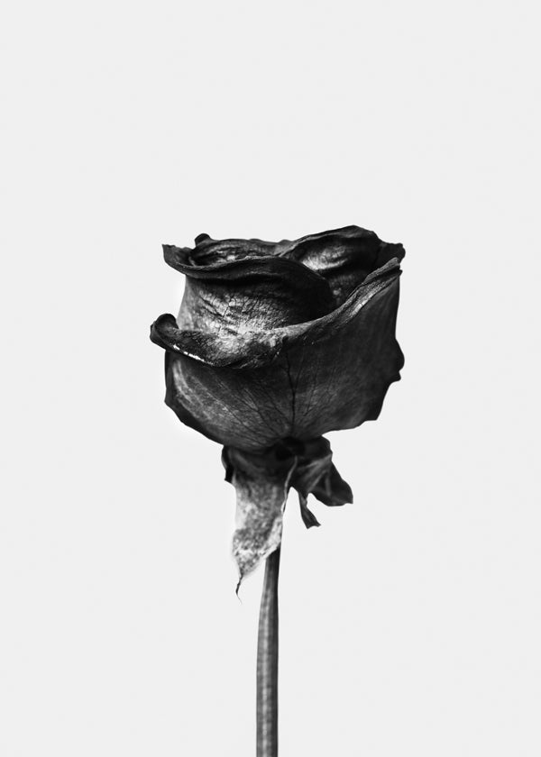 Lisslune | Dried Rose Black-White Photograph