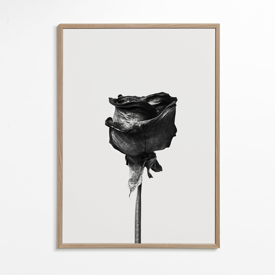 Lisslune | Dried Rose Black-White Photograph