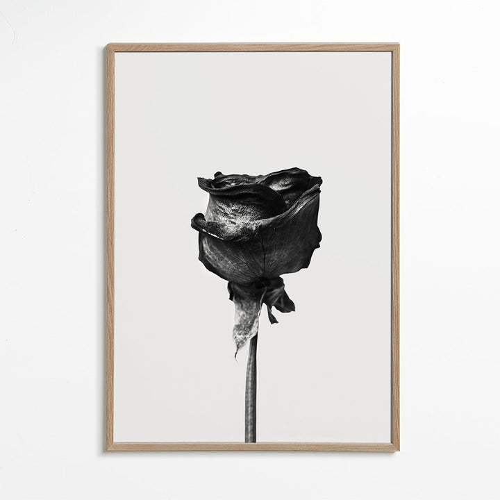 Lisslune | Dried Rose Black-White Photograph