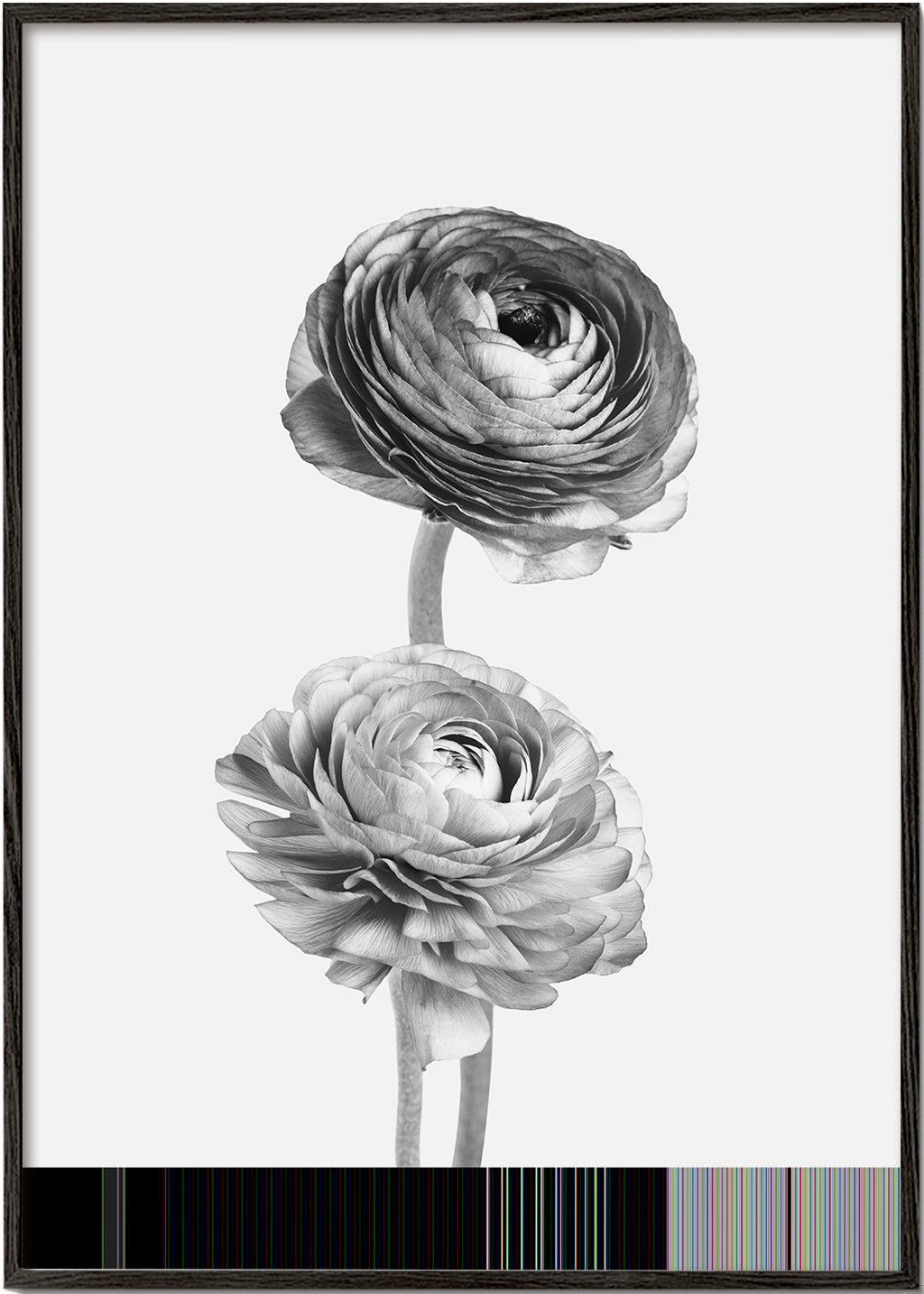 Lisslune | Flower black-white-photography