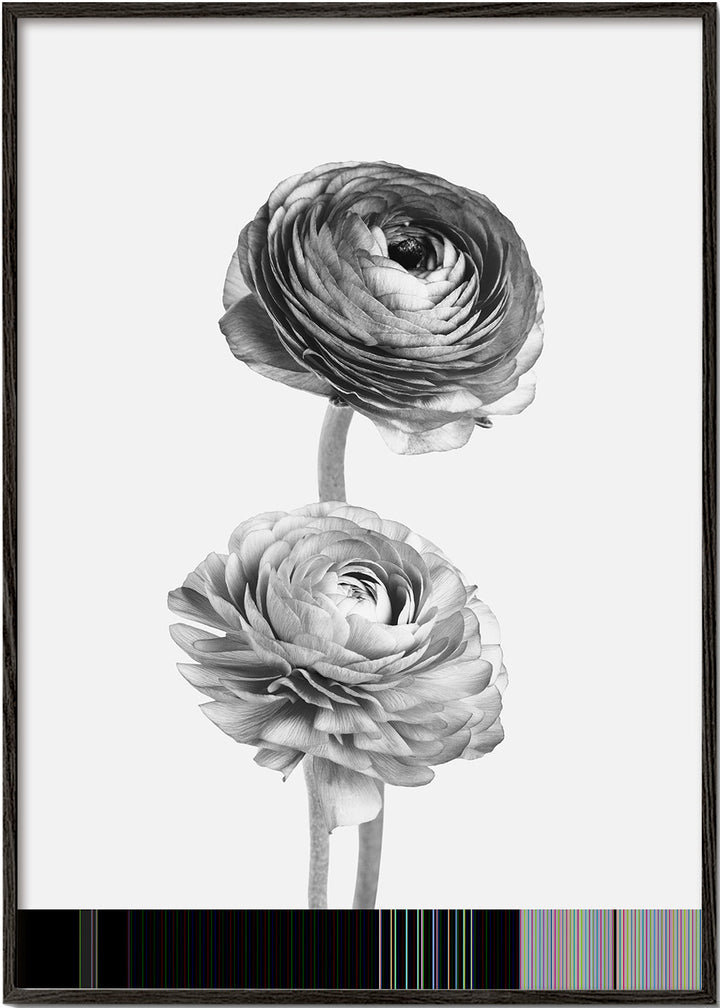 Lisslune | Flower black-white-photography