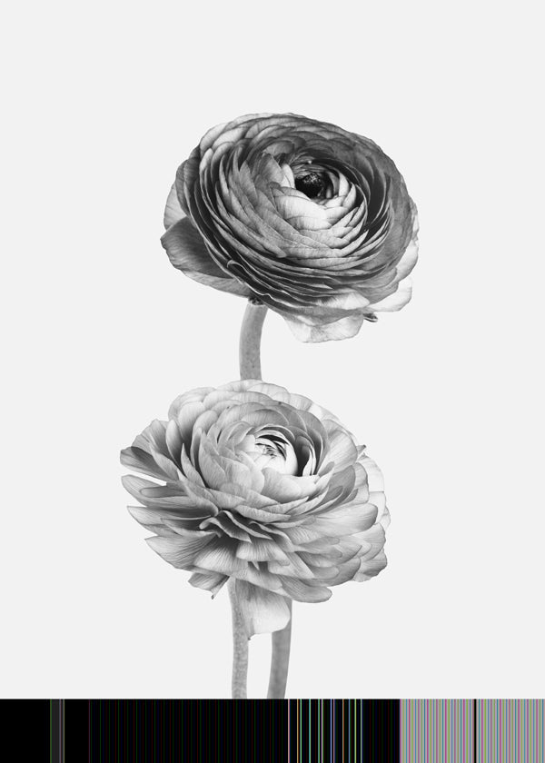 Lisslune | Flower black-white-photography