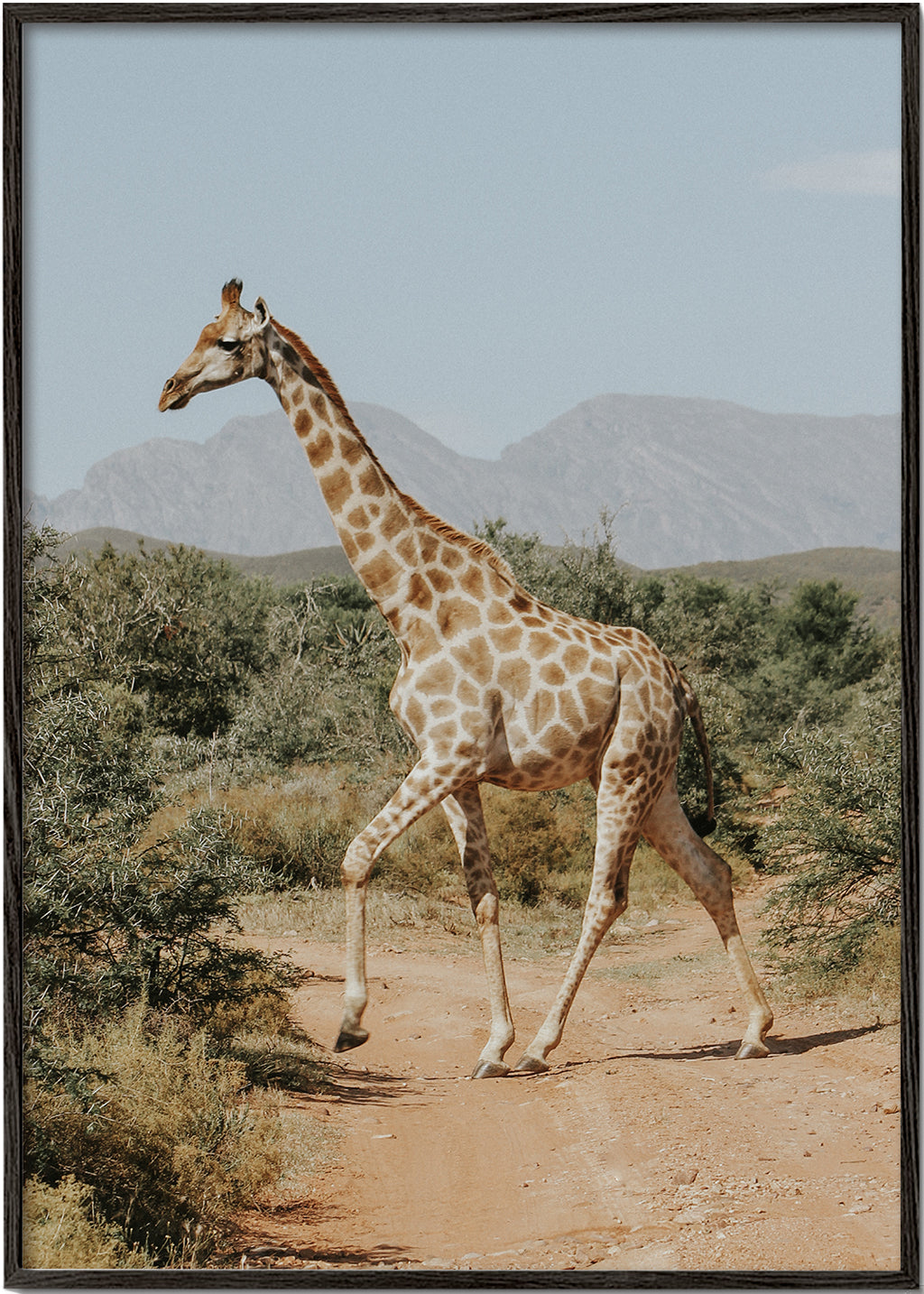 Lisslune | Giraffe photography