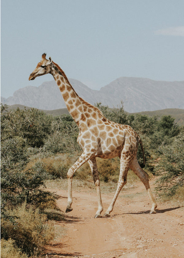 Lisslune | Giraffe photography