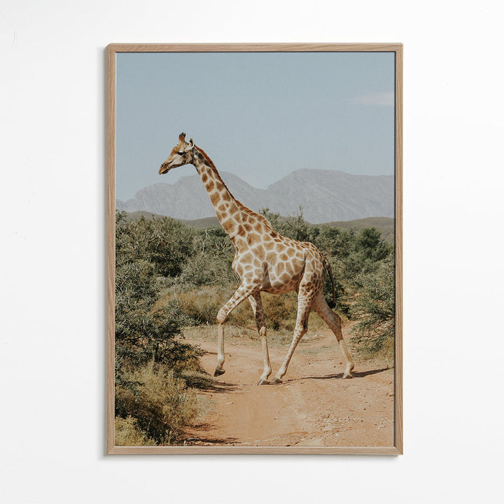 Lisslune | Giraffe photography