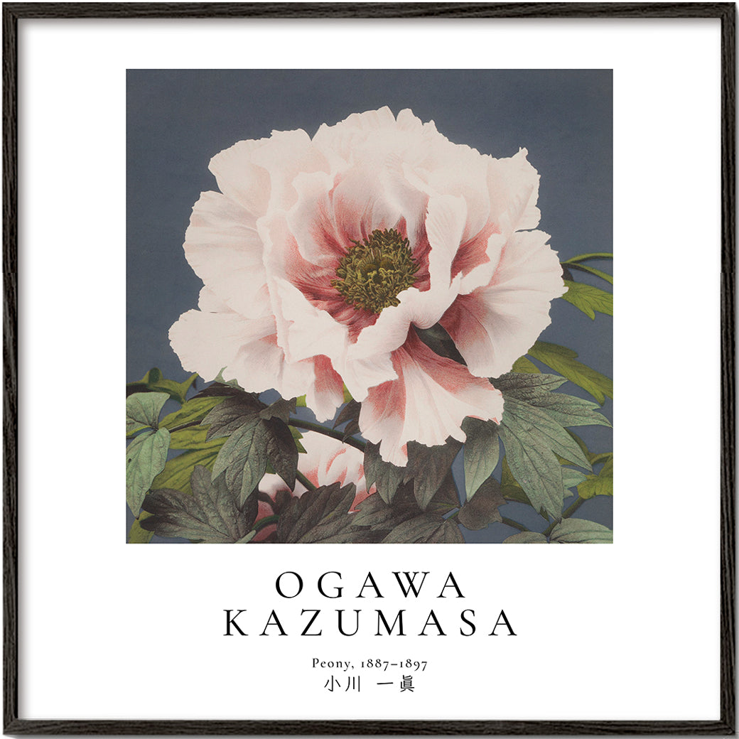 Lisslune | Peony by Ogawa Kazumasa - Square