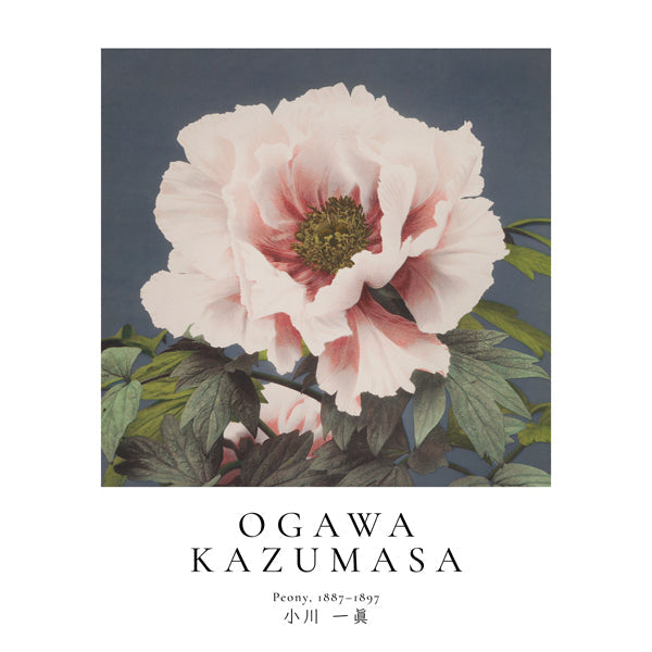 Lisslune | Peony by Ogawa Kazumasa - Square