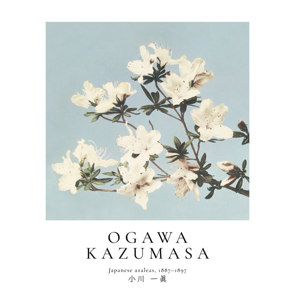 Lisslune | Japanese Azaleas by Ogawa Kazumasa - Square