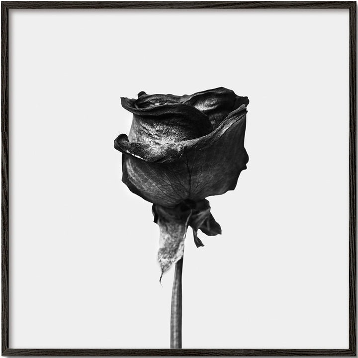 Lisslune | Dried Rose Black-White Photograph - Square