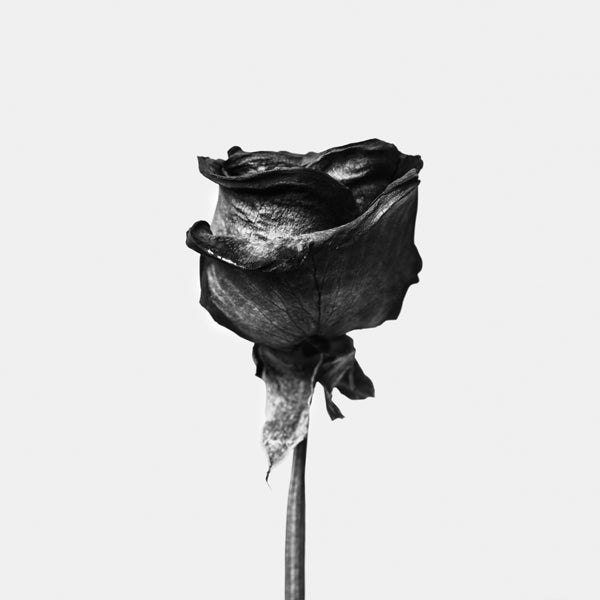 Lisslune | Dried Rose Black-White Photograph - Square