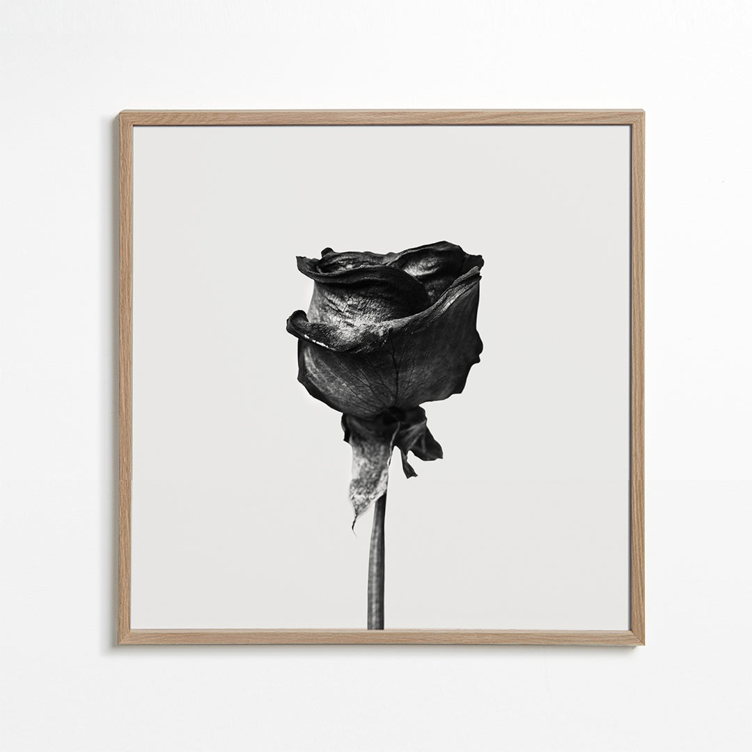 Lisslune | Dried Rose Black-White Photograph - Square