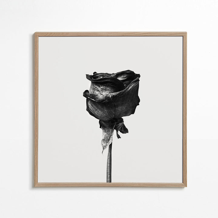 Lisslune | Dried Rose Black-White Photograph - Square
