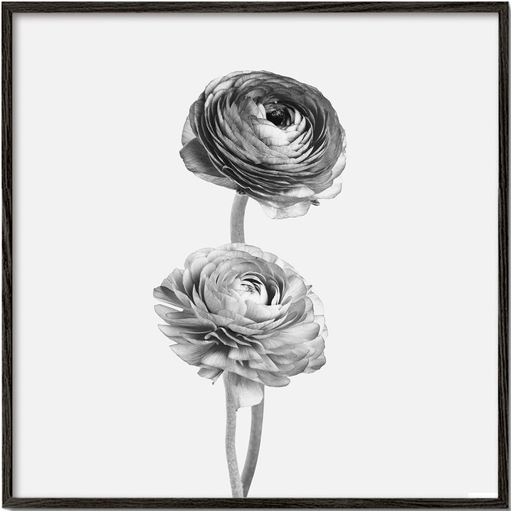 Lisslune | Flower black-white photographs - Square