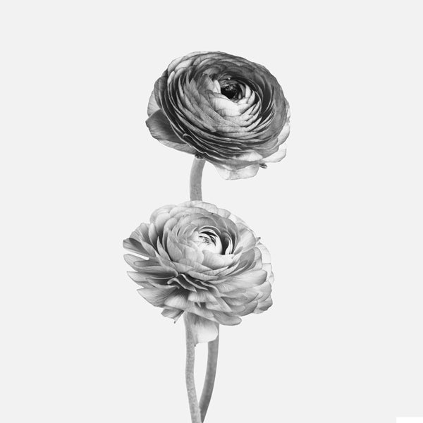Lisslune | Flower black-white photographs - Square