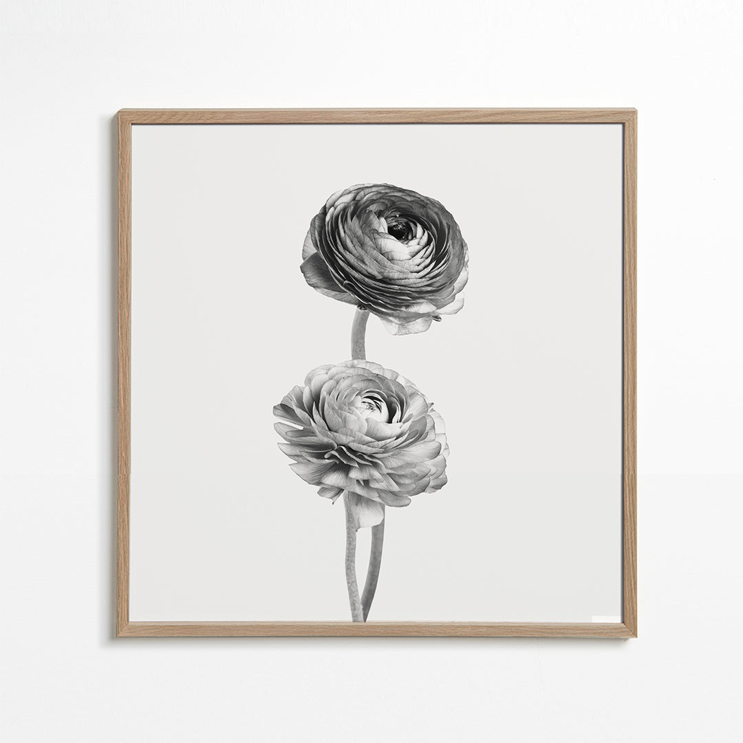 Lisslune | Flower black-white photographs - Square