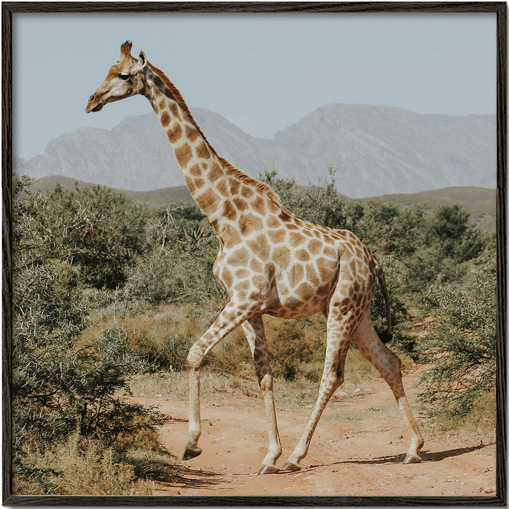Lisslune | Giraffe photography - Square