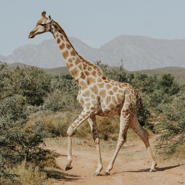 Lisslune | Giraffe photography - Square